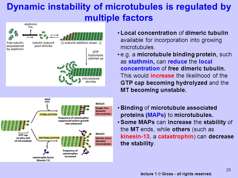 Investigation in microtubule dynamic instability